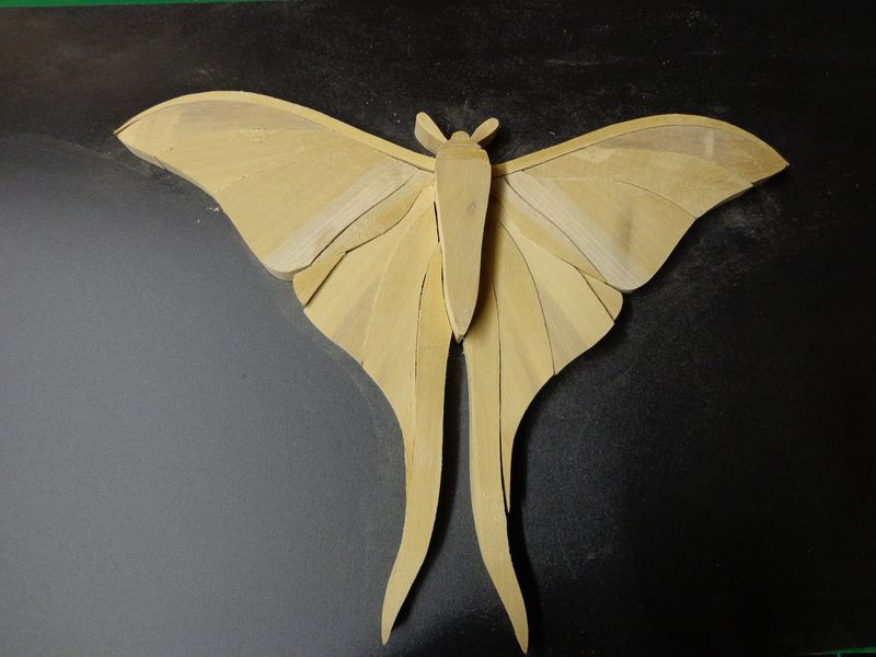 moth4