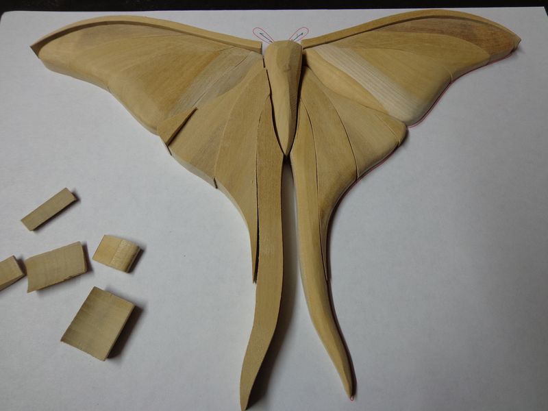 moth12