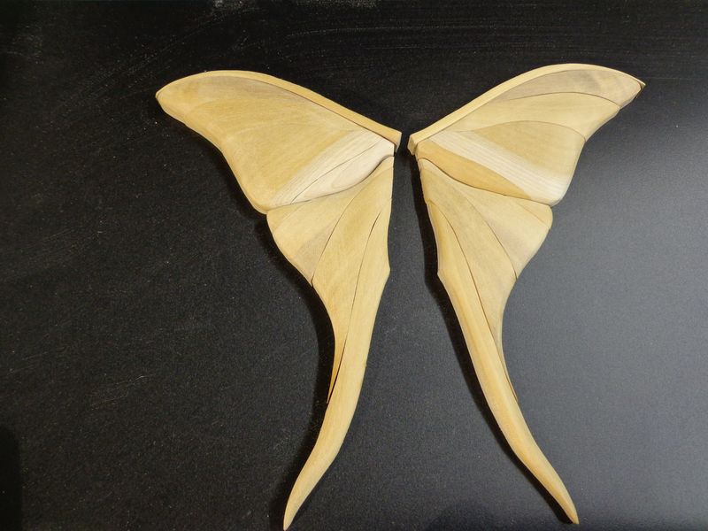 moth16