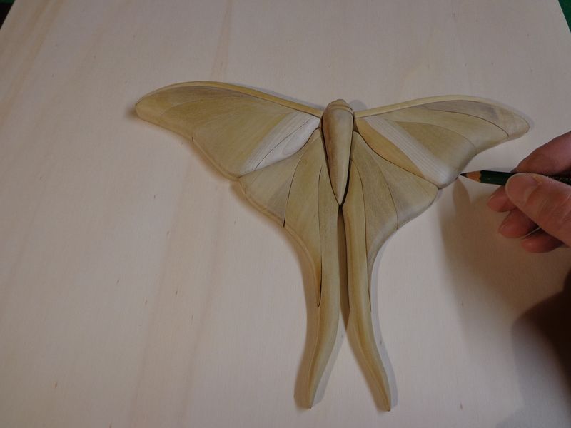 moth18